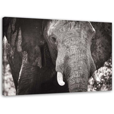 Tableau sur toile Eléphant Afrique Noir et Blanc 60x40 (1/5)
