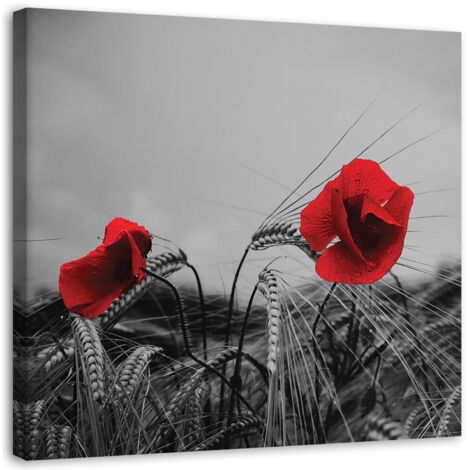 Tableau sur toile Coquelicots rouges et céréales 40x40 (1/5)