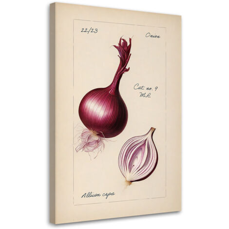 Tableau sur toile Tableau sur toile Légumes Vintage Oignon 40x60 (1/5)