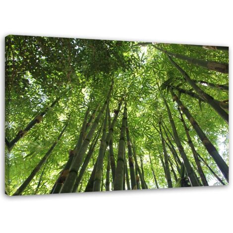 Tableau sur toile Bambou Forêt Nature 60x40 (1/5)
