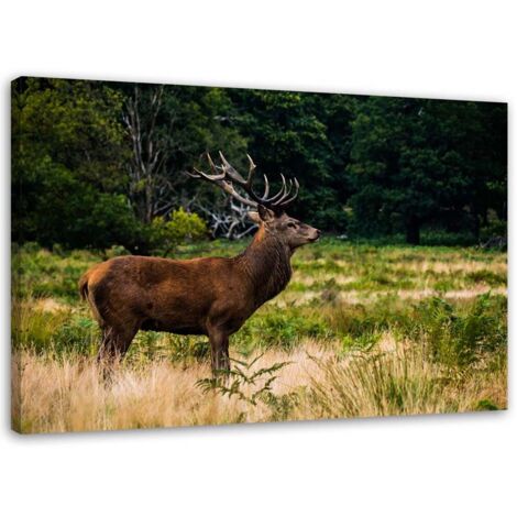 Tableau sur toile Cerf dans la forêt Nature 60x40 (1/5)