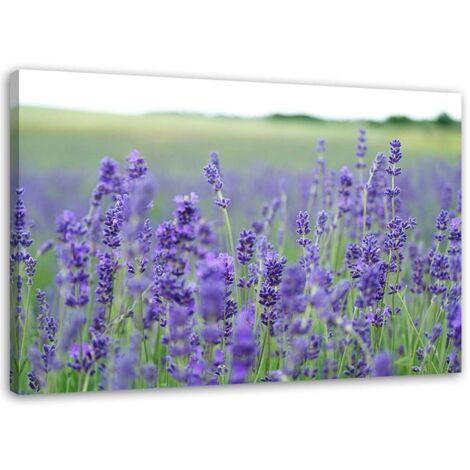Tableau sur toile Champ de lavande Nature 90x60 (1/5)