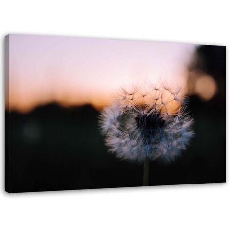 Tableau sur toile Pissenlits Coucher de soleil 60x40 (1/5)