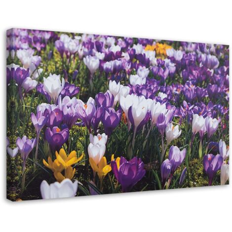 Cadre déco Crocus Fleurs Prairie Nature 60x40 (1/5)