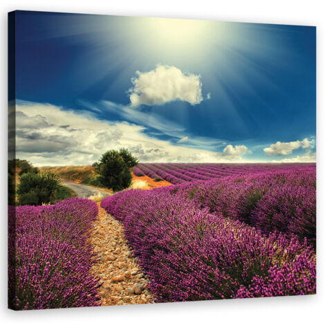 Tableau déco Champ de lavande Prairie Soleil 40x40 (1/5)