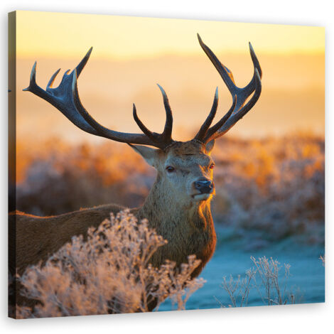 Tableau sur toile Jeleń Sunrise 50x50 (1/5)