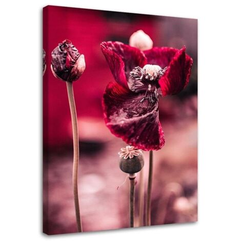 Tableau sur toile Coquelicot rouge 40x60 (1/5)