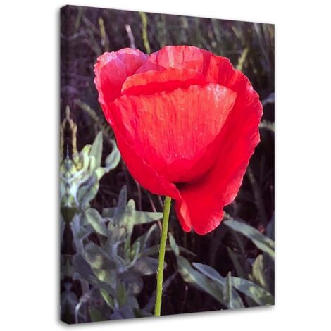 Tableau sur toile Coquelicot rouge nature 40x60 (1/5)