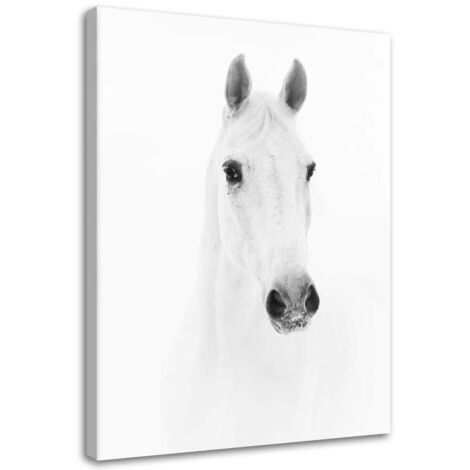 Tableau sur toile Cheval Animaux Nature Blanc 40x60 (1/5)