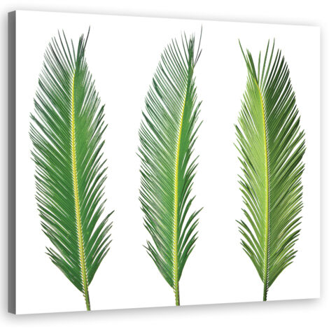 Cadre déco Feuille de palmier Nature 50x50 (1/5)