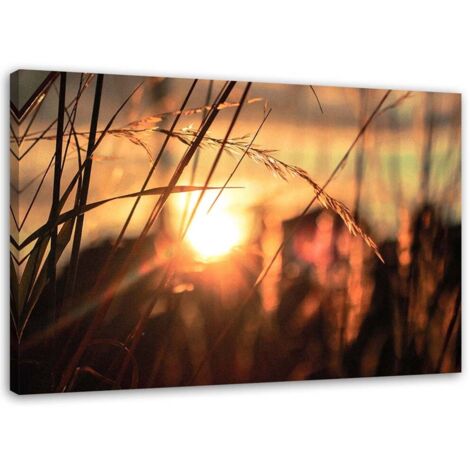 Tableau sur toile Herbe Coucher de soleil Nature 90x60 (1/5)