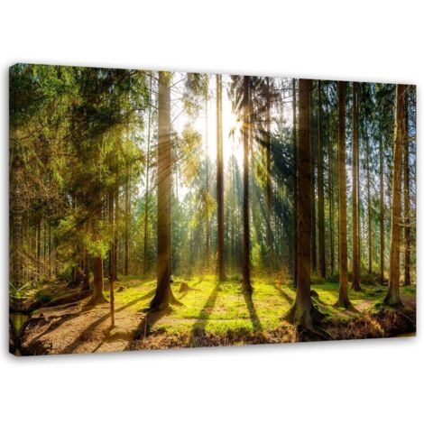 Tableau sur toile, Rayons dans une forêt ensoleillée - 60x40 (1/5)