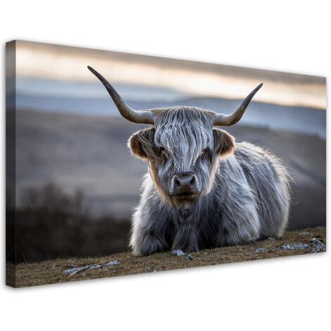 Tableau déco Vache écossaise couchée 80x40 (1/5)