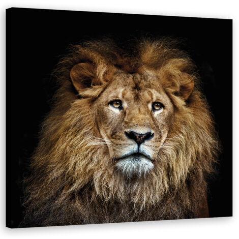 Tableau sur toile Lion majestueux 40x40 (1/5)