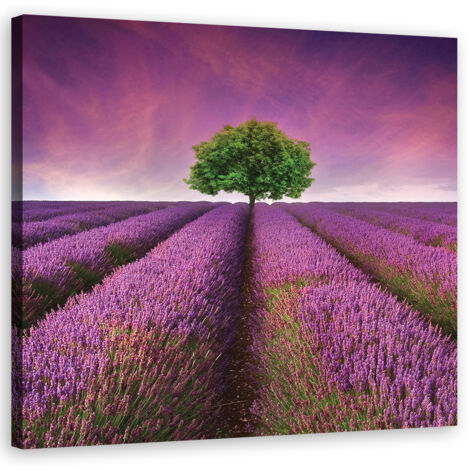Tableau sur toile Champ de lavande avec arbre 50x50 (1/5)