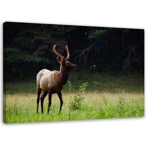 Tableau sur toile Cerf Animaux Forêt Prairie 60x40 (1/5)