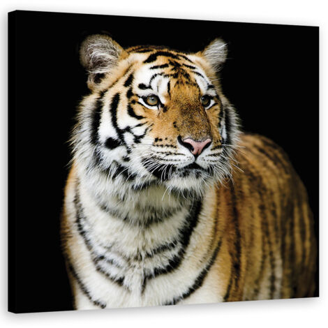 Tableau déco Tigre majestueux 30x30 (1/5)
