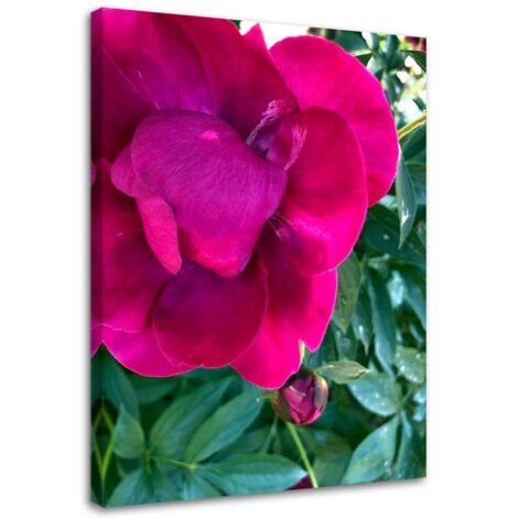 Tableau décoratif Pivoine Fleur Rose 40x60 (1/5)