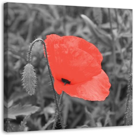 Tableau sur toile Coquelicot rouge dans le champ 40x40 (1/5)