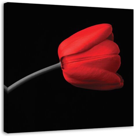 Tableau sur toile Tulipe rouge Fond noir 60x60 (1/5)