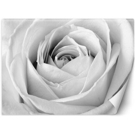 Fototapete Weiße Rose Blumen Makro 250x175 cm (1/5)