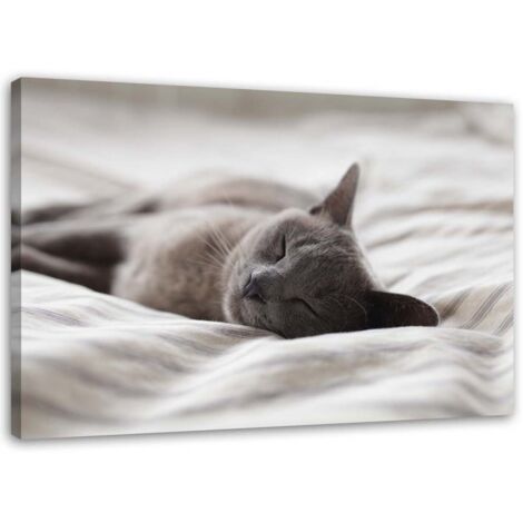 Tableau sur toile Chat Animaux Gris 60x40 (1/5)