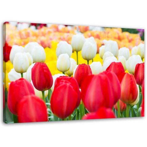 Tableau décoratif Tulipes Fleurs Nature Plantes 60x40 (1/5)