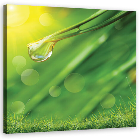 Tableau sur toile Rosée sur l'herbe 30x30 (1/5)