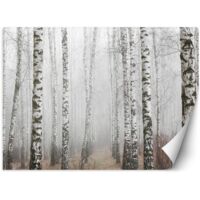 Papier peint mural, Forêt de bouleaux dans le brouillard - 350x245