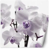 Papier peint mural, Orchidée violette avec rosée sur les pétales - 150x150