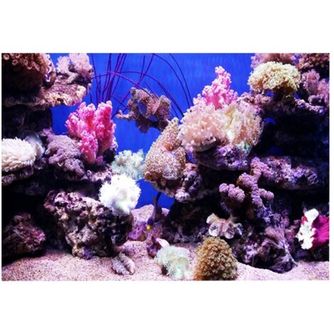 Poster Adhésif Effet 3D Récif Corallien pour Aquarium 61x30cm Décoration