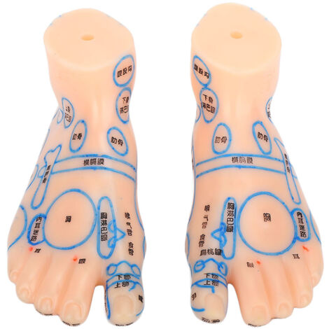 Modèle de réflexologie plantaire 15cm pour acupuncture et enseignement professionnel