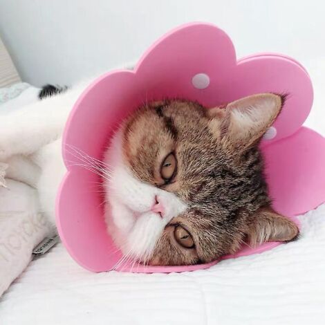 collerette Protection Pour Chien Chats Ajustable Collier Protection Gonflable Pour Chiens Petite Moyenne Taille Pour Chats Collerettes Pour Chiens (1/3)