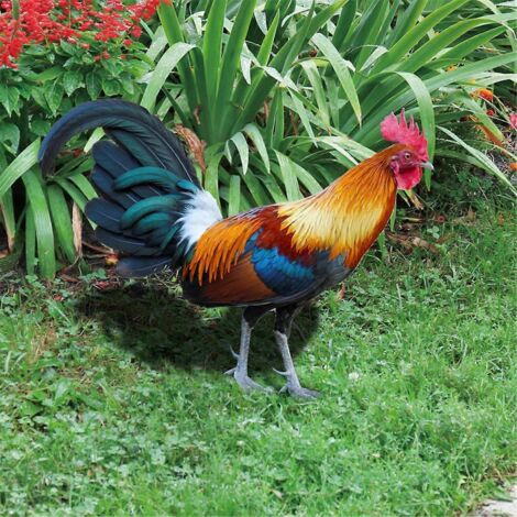 Panneau Coq de Jardin - Panneau Coq en Acrylique pour Jardin Extérieur - Insert de Sol A-- (1/5)