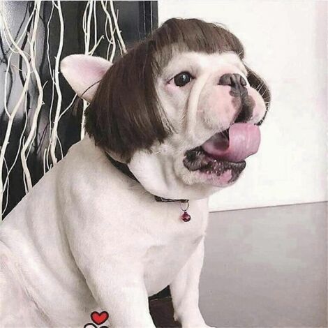 Perruque amusante pour chien de petite, moyenne et grande taille avec fleur sur la tête.