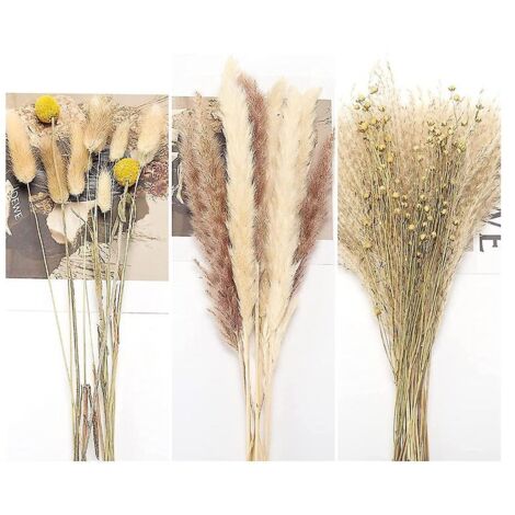 Herbe de la pampa séchée naturelle de 45 cm pour un mariage bohème, une chambre ou une décoration intérieure (1/5)