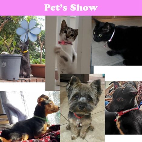 Lot De 36 Colliers Réglables En Nylon Coloré Pour Chiots Et