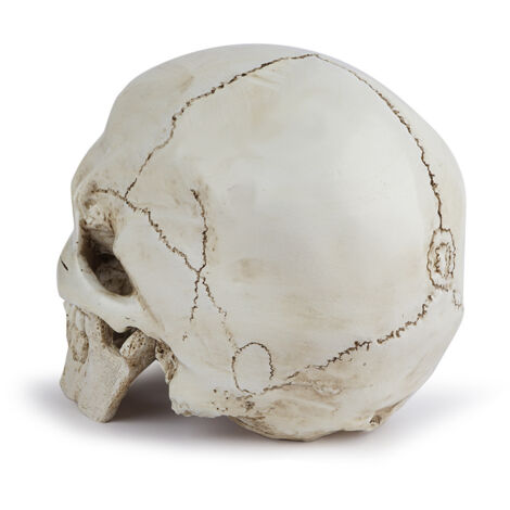 Modèle De Crâne,Modèle De Tête De Squelette - Crâne Réaliste Pour