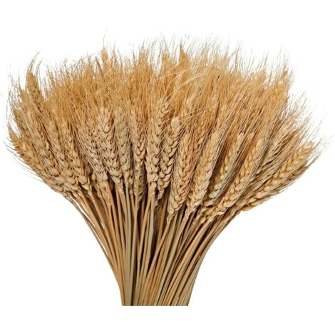 100pcs Bouquets de Blé Séché Naturel pour Décoration - couleur primaire - 40cm