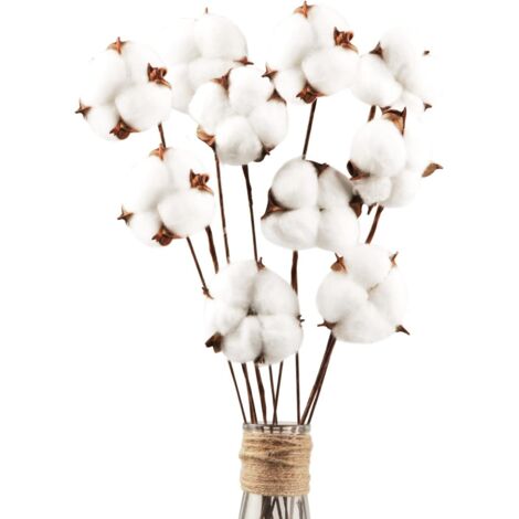 Lot de 30 véritables fleurs de coton séchées avec tige, 30 cm