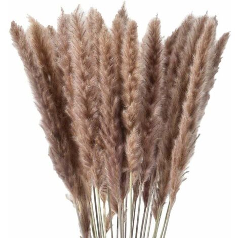Ulisem 30 x herbe de pampa séchée naturelle, fleurs séchées
