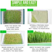 Fuuner Germoir 6 Plateaux Pour Graines à Germer - Kit Complet Avec Étagère Plastique Solide Pour Pousses Et Micro-Verts
