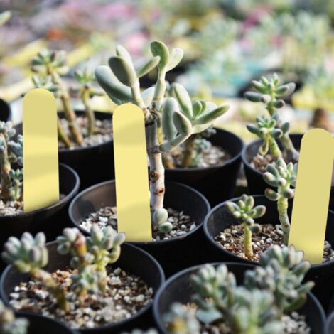 Etichette Giardino Plastica Etichette Per Piante A Forma Di T - 50 O 100 Pezzi, In Plastica, Per Giardino, Vasi E Erbe Aromatiche Scritta Adesiva