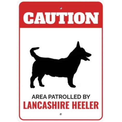 Panneau d'avertissement en métal pour chien Lancashire Heeler, plaque décorative 8 x 12 pouces, cadeau idéal pour amoureux de chiens et propriétaires de Heeler (1/5)