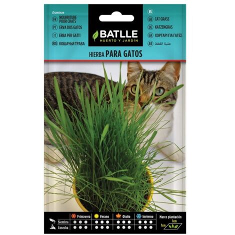 Semillas de Hierba para gatos en sobre