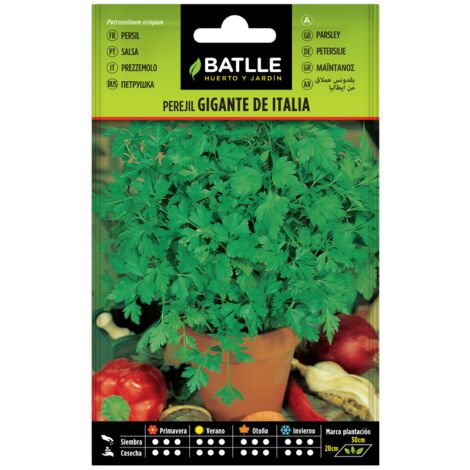 Semillas de Perejil gigante de Italia  Batlle