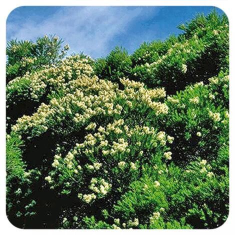 Pranarom Tea Tree Essential Oil 10ml (1/2)