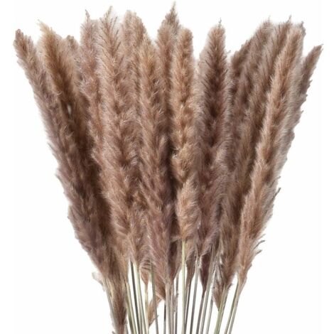 Ulisem 30 x erba di pampa essiccata naturale, fiori secchi