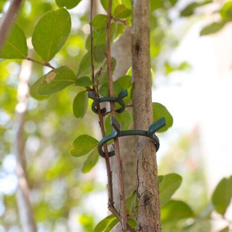 500 pezzi di clip di supporto per piante, clip da giardino, anelli per piante intrecciati, clip per piante riutilizzabili, clip per pomodori per giard | Leroy Merlin