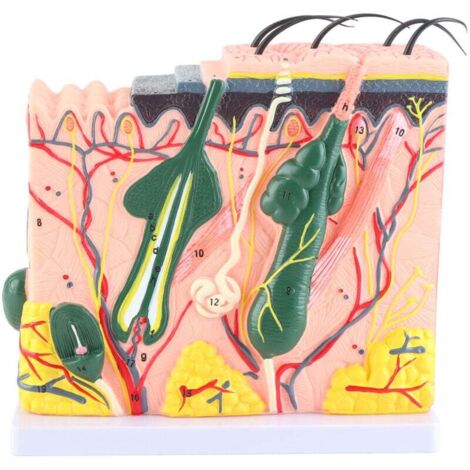 DLAZUM Modello anatomico della Pelle ingrandito 35X Modello anatomico della Struttura dello Strato della Pelle ingrandito 35X Modello anatomico della Pelle con Capelli per l'aula Modello di anatomi